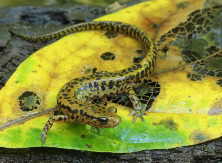 Longtail Salamander